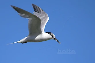 Brandseeschwalbe (Thalasseus sandvicensis)