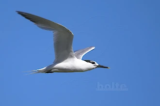 Brandseeschwalbe (Thalasseus sandvicensis)