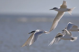 Brandseeschwalbe (Thalasseus sandvicensis)