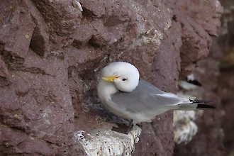 Dreizehenm&ouml;we (Rissa tridactyla)