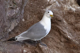 Dreizehenm&ouml;we (Rissa tridactyla)