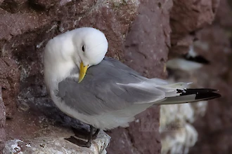 Dreizehenm&ouml;we (Rissa tridactyla)