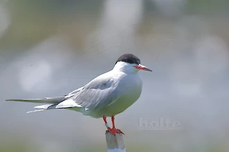Flussseeschwalbe (Sterna hirundo)