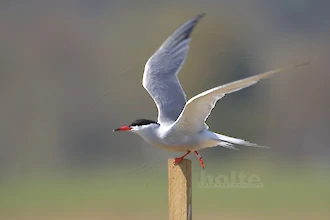 Flussseeschwalbe (Sterna hirundo)