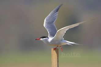 Common tern (Sterna hirundo)