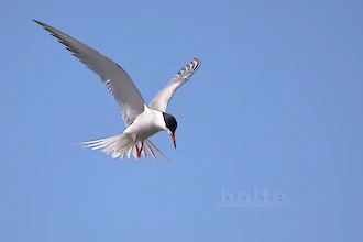 Flussseeschwalbe (Sterna hirundo)