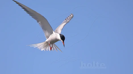 Gulls & terns