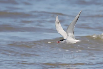 Flussseeschwalbe (Sterna hirundo)