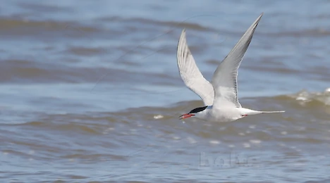 Möwen & Seeschwalben