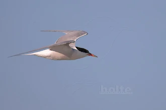 Flussseeschwalbe (Sterna hirundo)