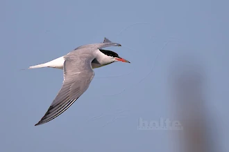 Flussseeschwalbe (Sterna hirundo)