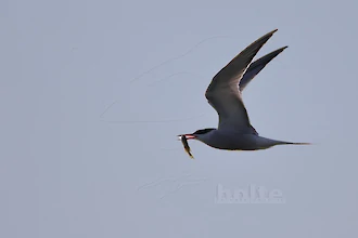 Flussseeschwalbe (Sterna hirundo)