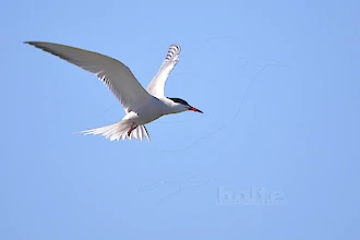 Flussseeschwalbe (Sterna hirundo)