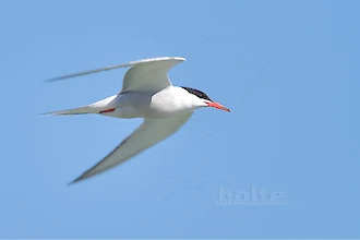 Flussseeschwalbe (Sterna hirundo)