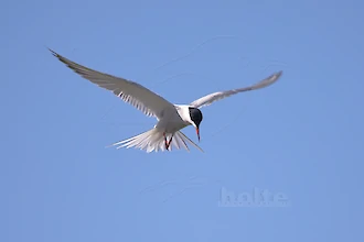 Flussseeschwalbe (Sterna hirundo)