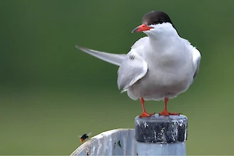 Flussseeschwalbe (Sterna hirundo)