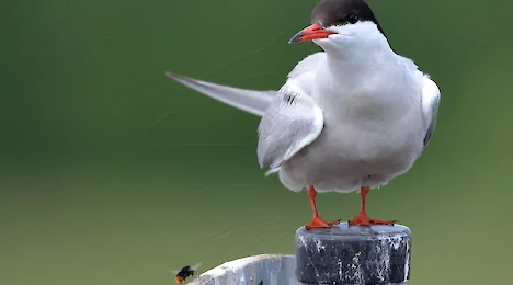 Möwen & Seeschwalben