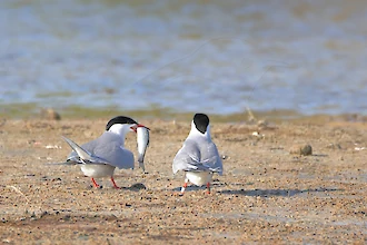 Flussseeschwalbe (Sterna hirundo)
