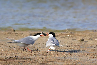 Flussseeschwalbe (Sterna hirundo)