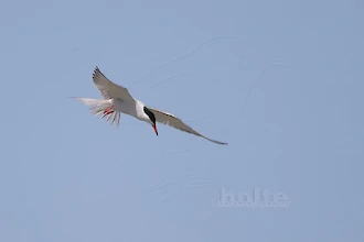 Flussseeschwalbe (Sterna hirundo)