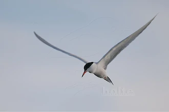 Flussseeschwalbe (Sterna hirundo)
