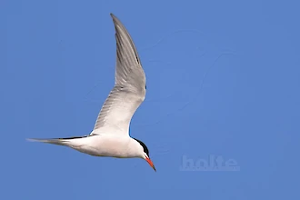 Flussseeschwalbe (Sterna hirundo)