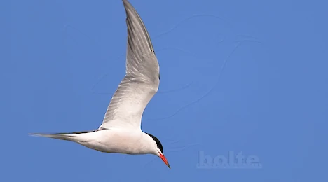 Möwen & Seeschwalben