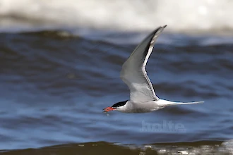 Flussseeschwalbe (Sterna hirundo)
