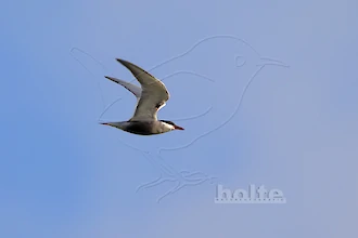 Weißbart-Seeschwalbe (Chlidonias hybrida)