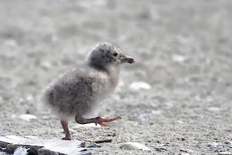 Silbermöwe (Larus argentatus)