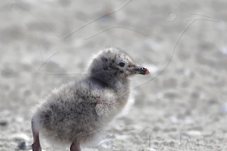 Silbermöwe (Larus argentatus)
