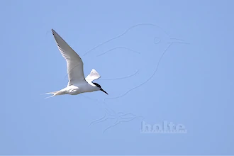 Brandseeschwalbe (Thalasseus sandvicensis)