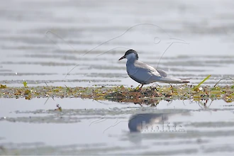 Weißbart-Seeschwalbe (Chlidonias hybrida)