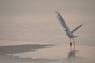 Lachmöwe (Chroicocephalus ridibundus)