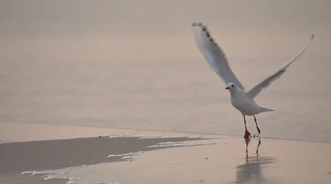 Gulls & terns
