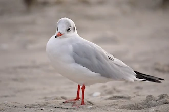 Lachmöwe (Chroicocephalus ridibundus)