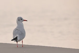 Lachmöwe (Chroicocephalus ridibundus)