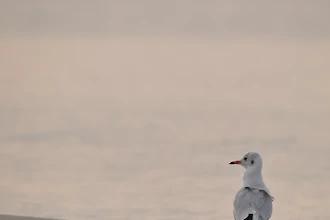 Lachmöwe (Chroicocephalus ridibundus)