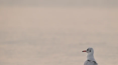Gulls & terns