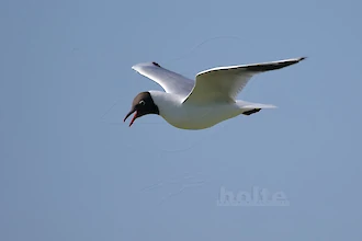Lachmöwe (Croicocephalus ridibundus)