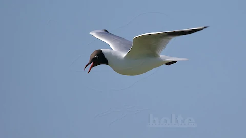 Black-headed gull (Croicocephalus ridibundus)