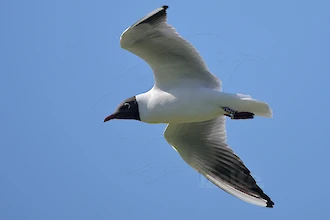 Lachmöwe (Croicocephalus ridibundus)