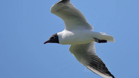 Black-headed gull (Croicocephalus ridibundus)