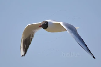 Lachmöwe (Croicocephalus ridibundus)