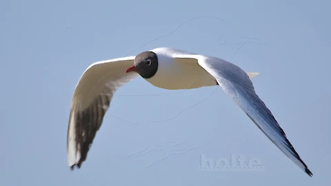 Black-headed gull (Croicocephalus ridibundus)