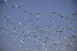 Lachmöwe (Croicocephalus ridibundus)