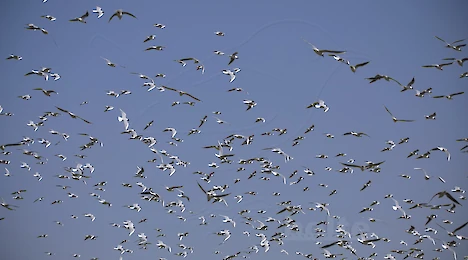 Gulls & terns