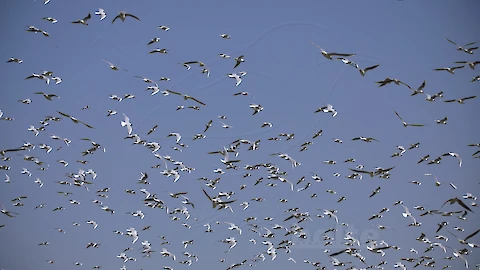 Black-headed gull (Croicocephalus ridibundus)