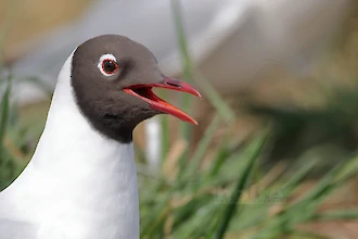 Lachmöwe (Croicocephalus ridibundus)