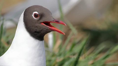 Black-headed gull (Croicocephalus ridibundus)